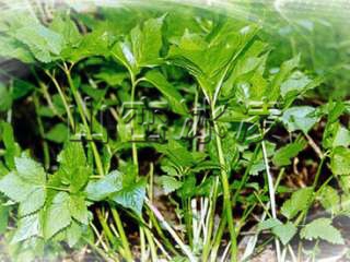 老山芹 大叶芹